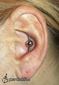 9952 vertical industrial piercing(double inner conch piercing)_piercing ucha