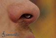 9992 stretch septum piercing_piercing nosu