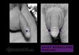 (2) shaft ampallang piercing